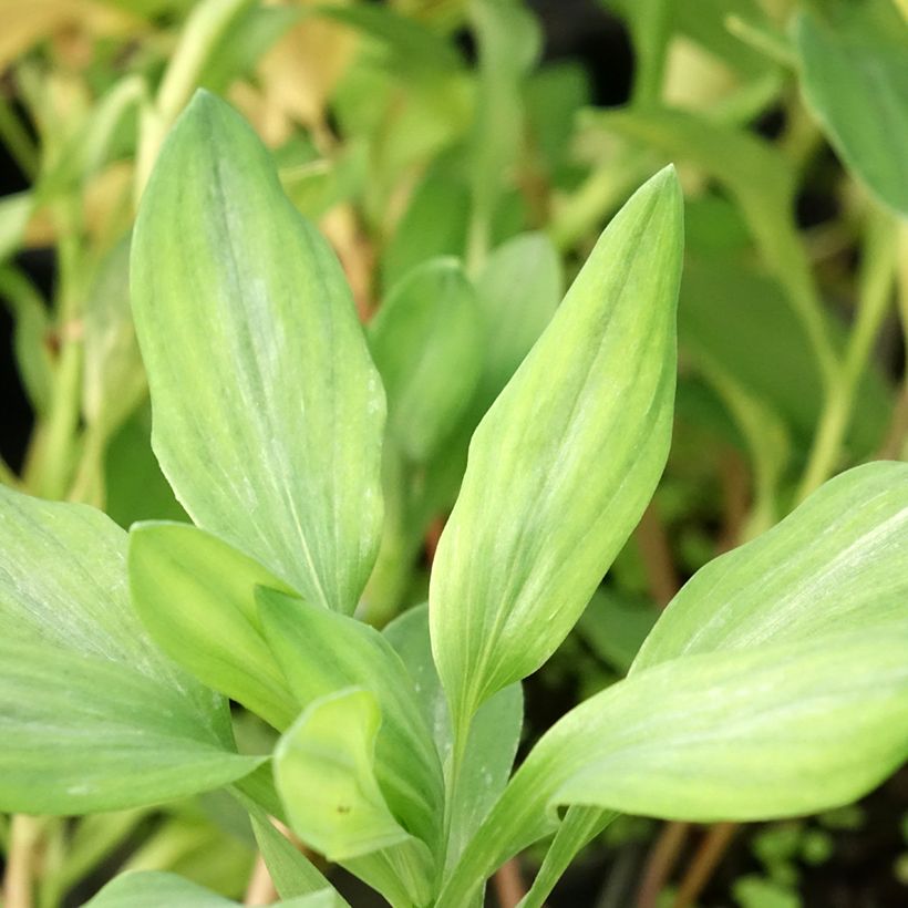 Alstroémère haute Majestics Briançon - Lys des Incas (Feuillage)