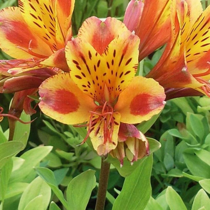 Alstroemère - Alstroemeria Inca Exotica (Floraison)