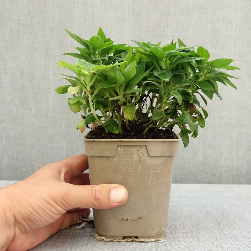 Spécimen de Alstroemère naine Pitchounes Lily Rose - Lys des Incas Pot de 1L/1,5L tel que livré au printemps