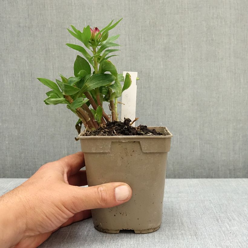 Spécimen de Alstroemère naine Pitchounes Lucas - Lys des Incas Pot de 1L/1,5L tel que livré au printemps