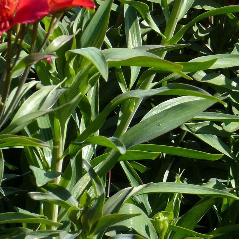 Alstroemeria Garden Summer Pepper - Lis des Incas (Feuillage)