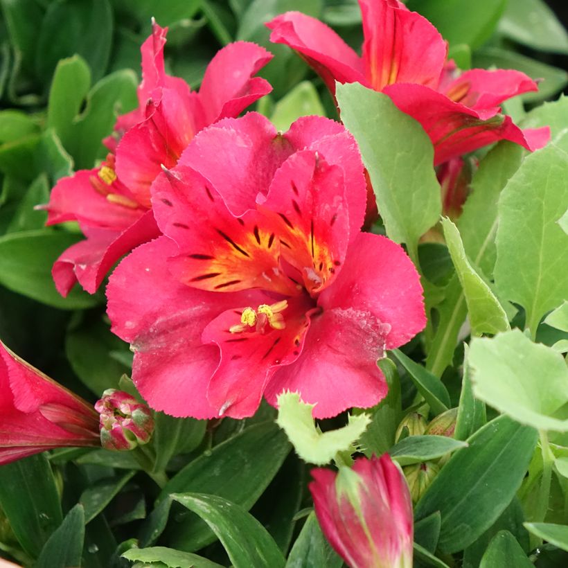 Alstroemeria Incalys Cherry - Lis des Incas (Floraison)