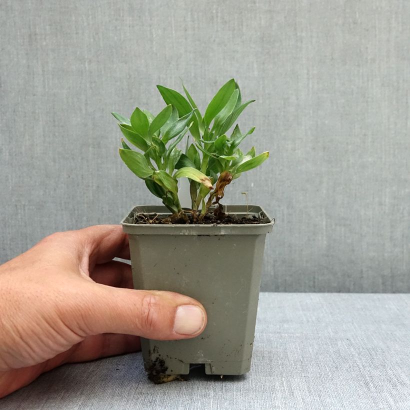 Spécimen de Alstroemeria Incalys Salmon - Lis des Incas Godet de 8/9 cm tel que livré au printemps