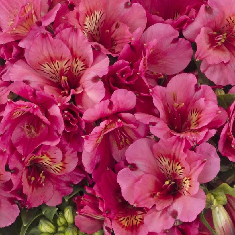 Alstroemeria Inticancha Sun Malaga - Lis des Incas (Floraison)