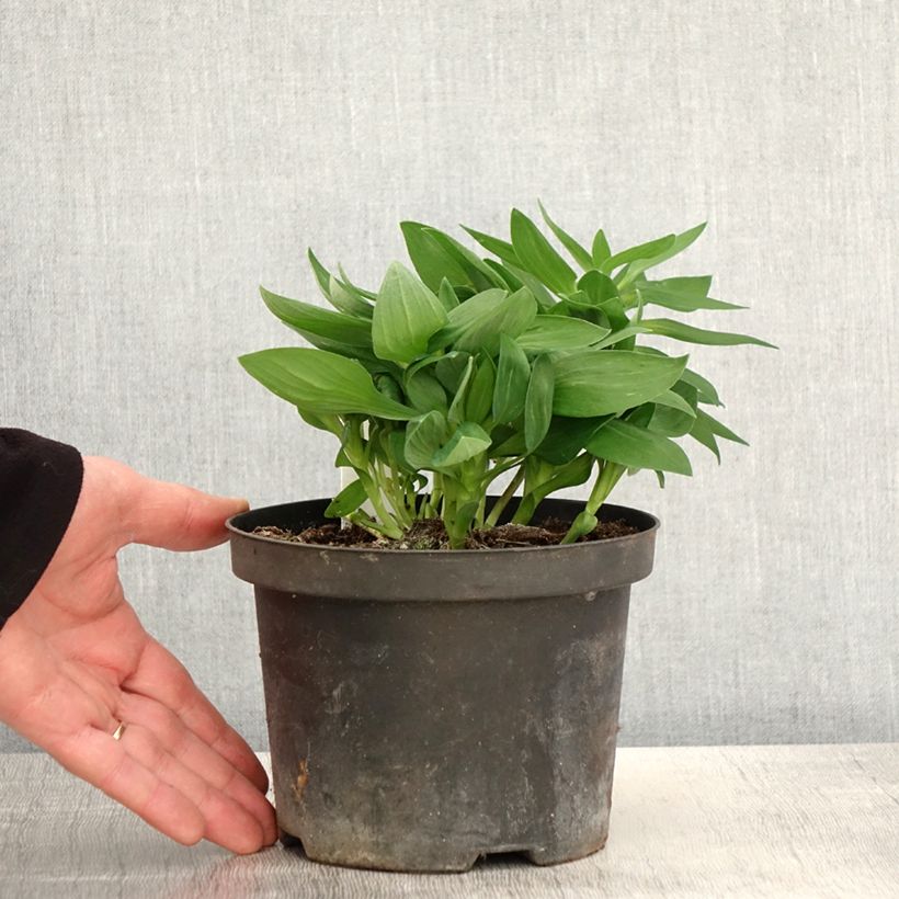 Spécimen de Alstroemeria Inticancha White Pink Blush - Lis des Incas Godet de 8/9 cm tel que livré au printemps