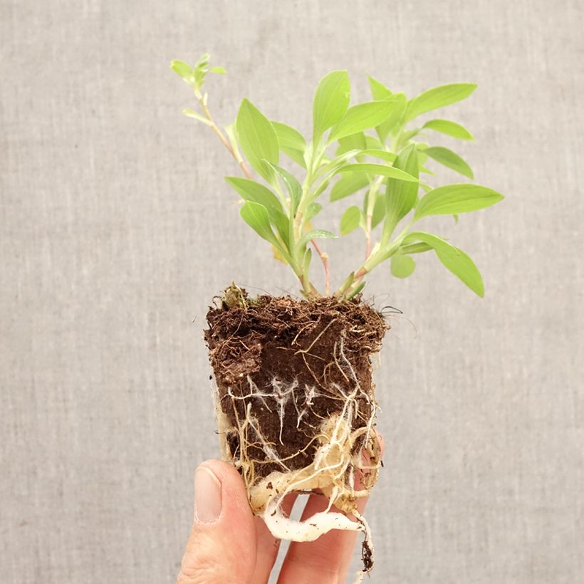Spécimen de Alstroemeria Summer Rose - Lis des Incas Motte 4 cm x 4,5 cm tel que livré au printemps