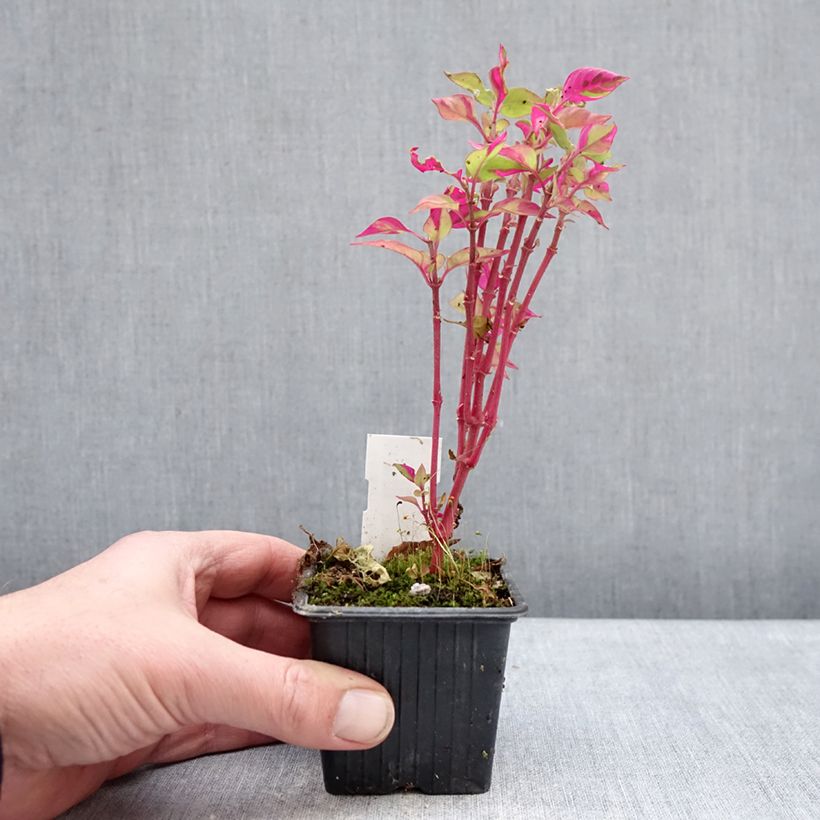 Spécimen de Althernanthera Party Time Godet de 8/9 cm tel que livré en hiver