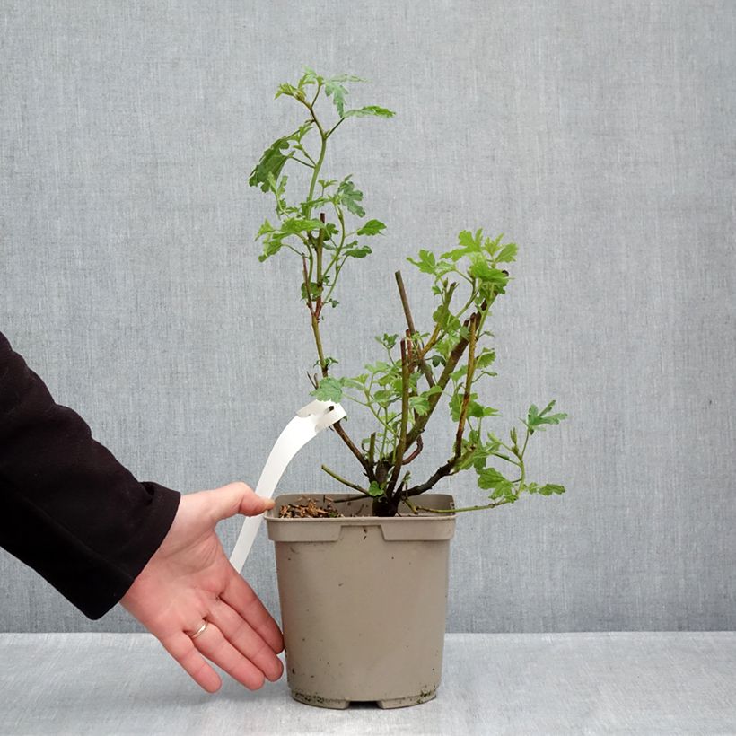 Spécimen de Alyogyne huegelii - Hibiscus bleu d'Australie Pot de 3L/4L tel que livré en automne