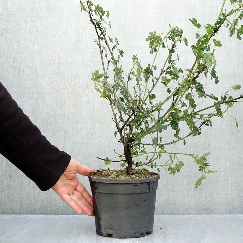 Spécimen de Alyogyne huegelii Santa Cruz Pot de 3L/4L tel que livré en automne
