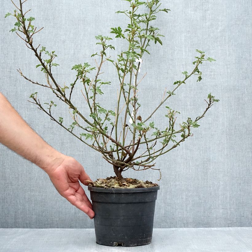 Spécimen de Alyogyne huegelii Santa Cruz Pot de 3L/4L tel que livré en été