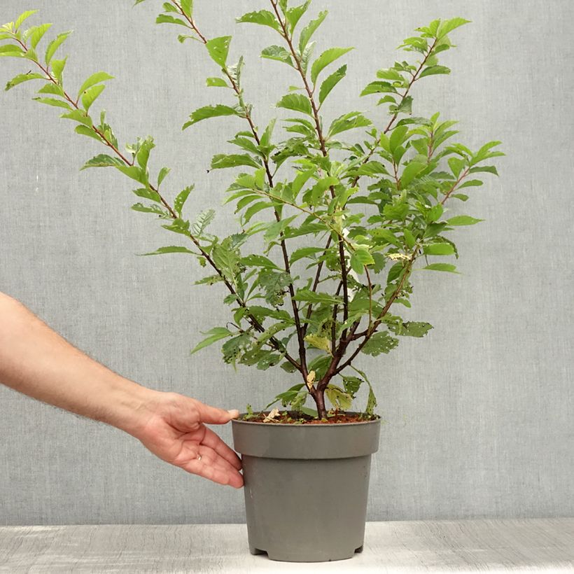 Spécimen de Amandier à fleurs - Prunus triloba  Pot de 2L/3L tel que livré en été