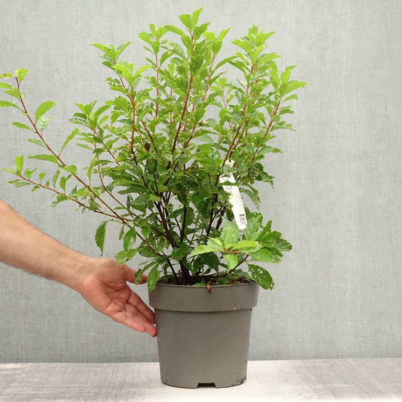 Spécimen de Amandier à fleurs - Prunus triloba  Pot de 4L/5L tel que livré en été