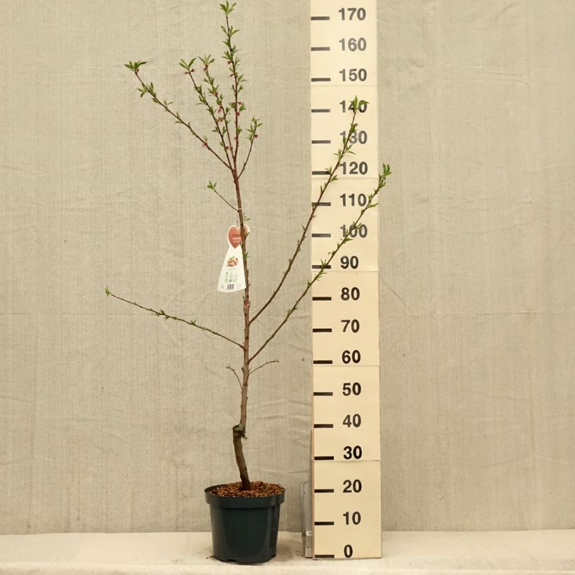 Example of Amandier commun - Prunus dulcis Pot de 4L/5L, Buisson as you get in printemps
