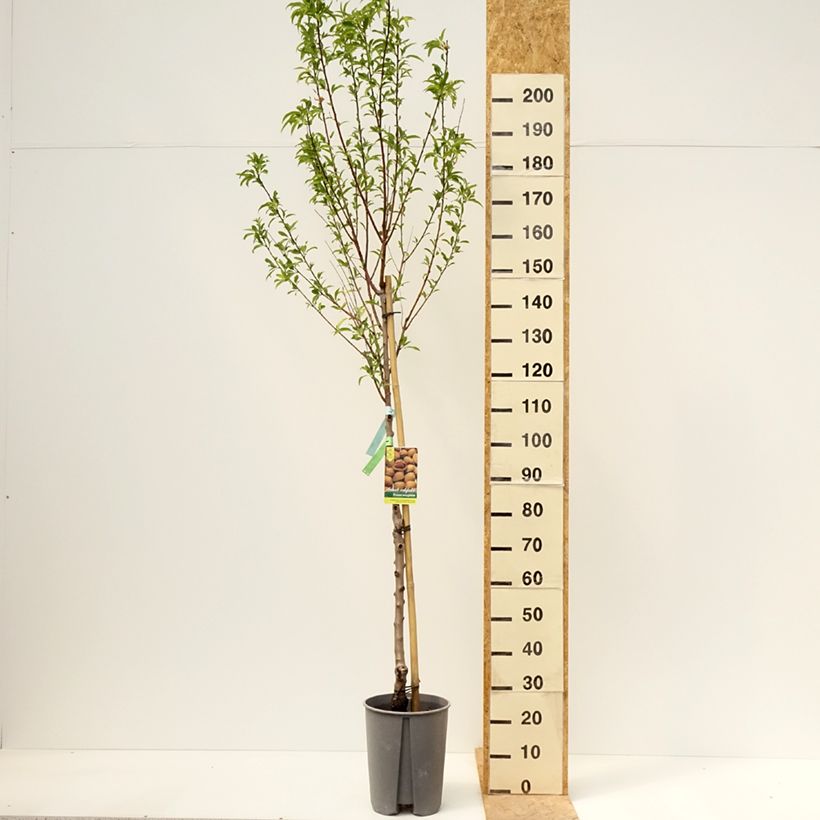 Example of Amandier commun - Prunus dulcis Pot de 7,5L/10L, Demi-Tige as you get in printemps