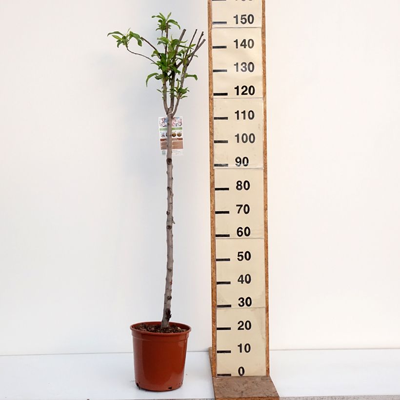 Example of Amandier Lauranne autofertile Pot de 7,5L/10L, Demi-Tige as you get in hiver