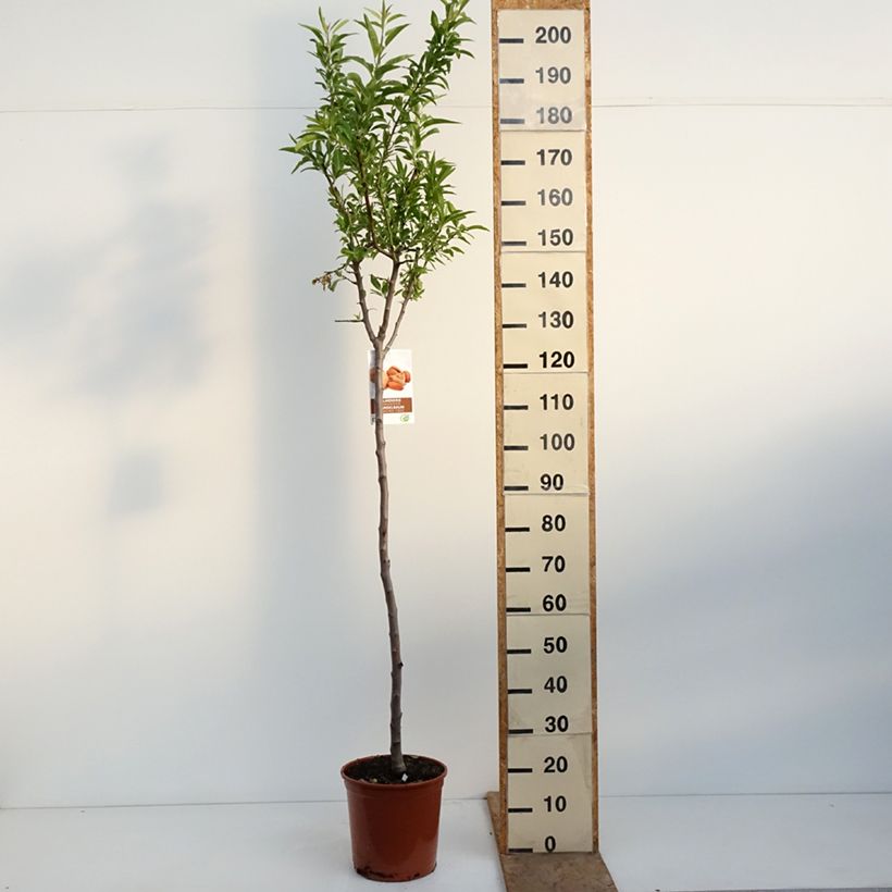 Spécimen de Amandier Lauranne autofertile Pot de 7,5L/10L, Demi-Tige tel que livré au printemps