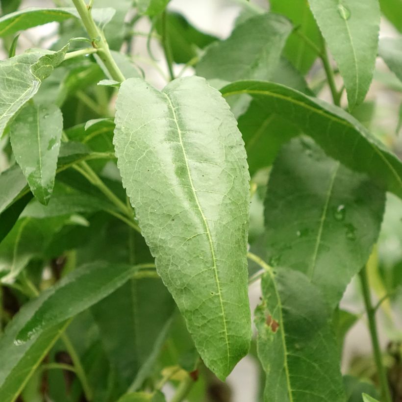 Amandier Marcona (Feuillage)