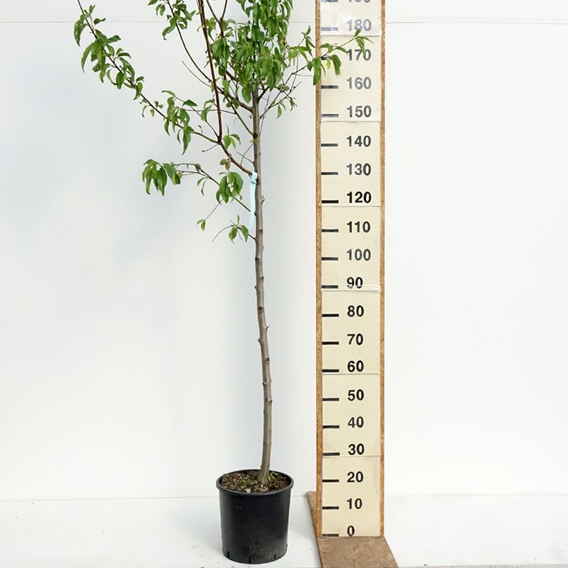 Spécimen de Amandier Supernova autofertile - Prunus dulcis Pot de 12L/15L, Demi-Tige tel que livré au printemps