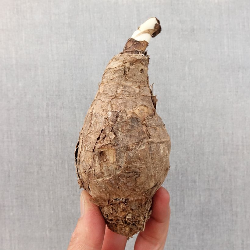 Spécimen de Amarcrinum Howardii Bulbe calibre 20+ tel que livré au printemps