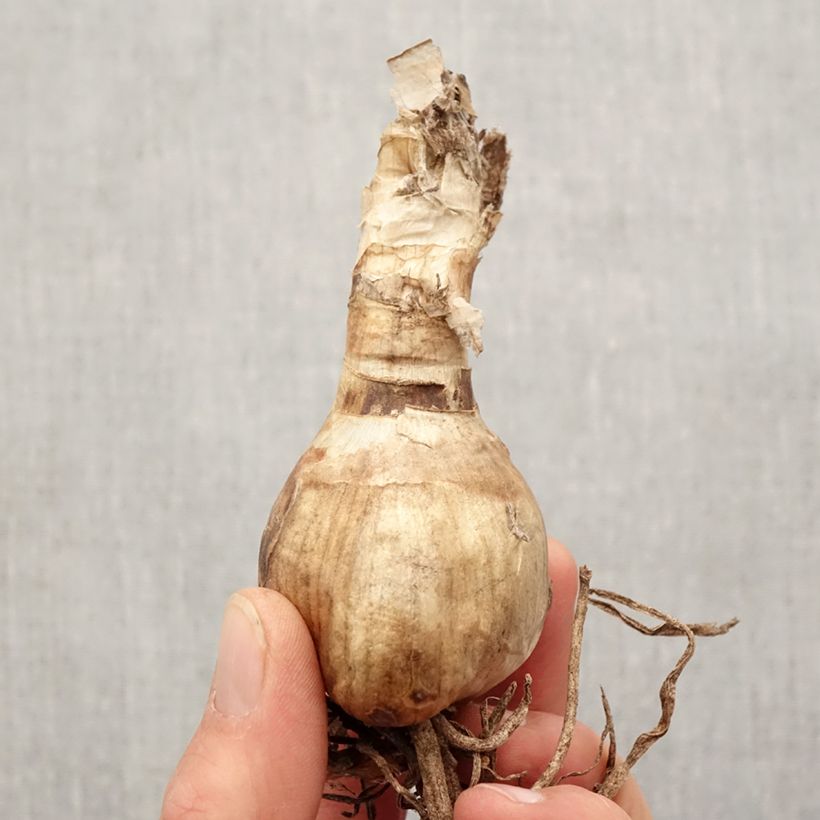 Spécimen de Amarine belladiva Anastasia - Nérine hybride Bulbe calibre 16+ tel que livré au printemps