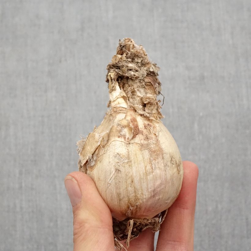 Spécimen de Amarine belladiva Aphrodite - Nérine hybride Bulbe calibre 16+ tel que livré au printemps