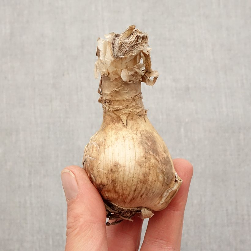 Spécimen de Amarine belladiva Emanuelle - Nérine hybride Bulbe calibre 16+ tel que livré au printemps