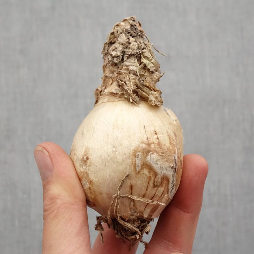 Example of Amarine belladiva Paris - Nérine hybride Bulbe calibre 16+ as you get in printemps