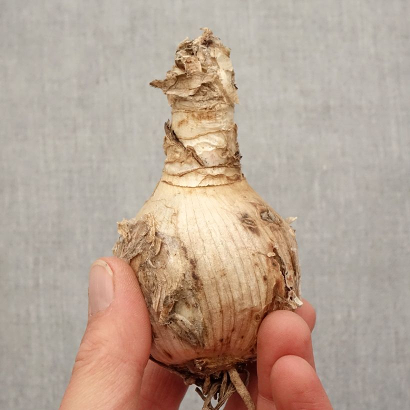 Spécimen de Amarine belladiva Tomoko - Nérine hybride Bulbe calibre 16+ tel que livré au printemps