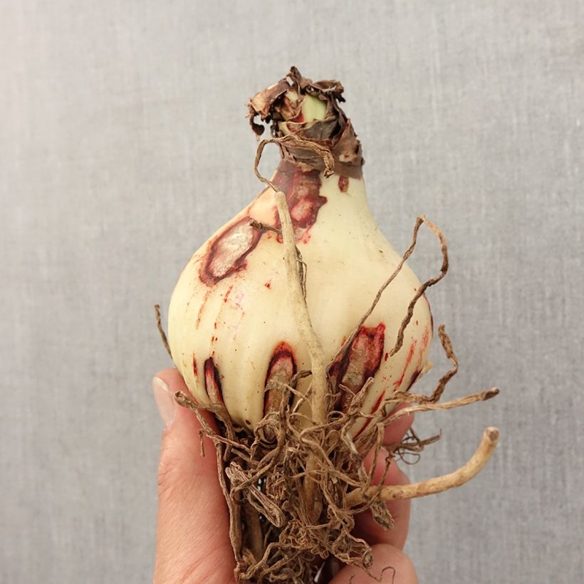 Spécimen de Amaryllis Amputo Bulbe calibre 30+ tel que livré au printemps