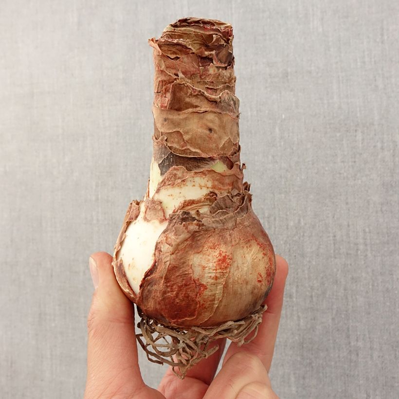 Spécimen de Amaryllis Apple Blossom Bulbe calibre 30/32, Extra tel que livré au printemps