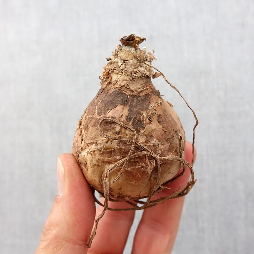 Spécimen de Amaryllis belladonna - Lis belladonne Bulbe calibre 20+ tel que livré au printemps