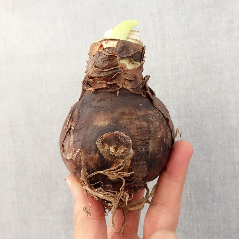 Spécimen de Amaryllis Benfica Bulbe calibre 24/26 tel que livré au printemps