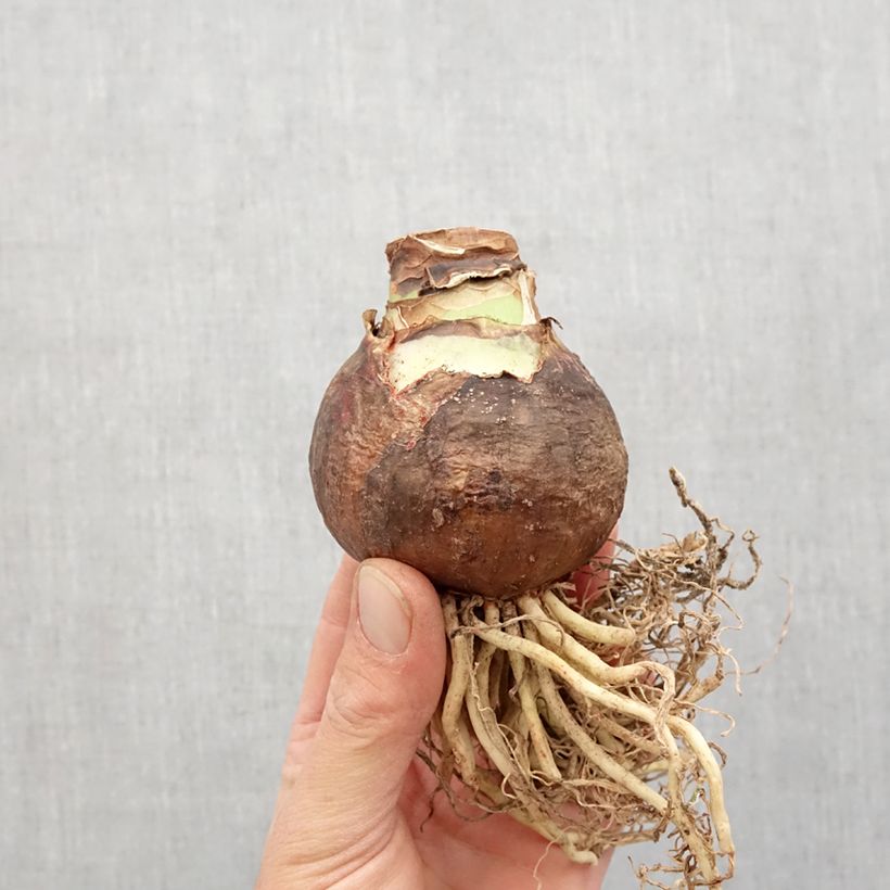 Spécimen de Amaryllis Clown Bulbe calibre 28/30, Extra tel que livré au printemps