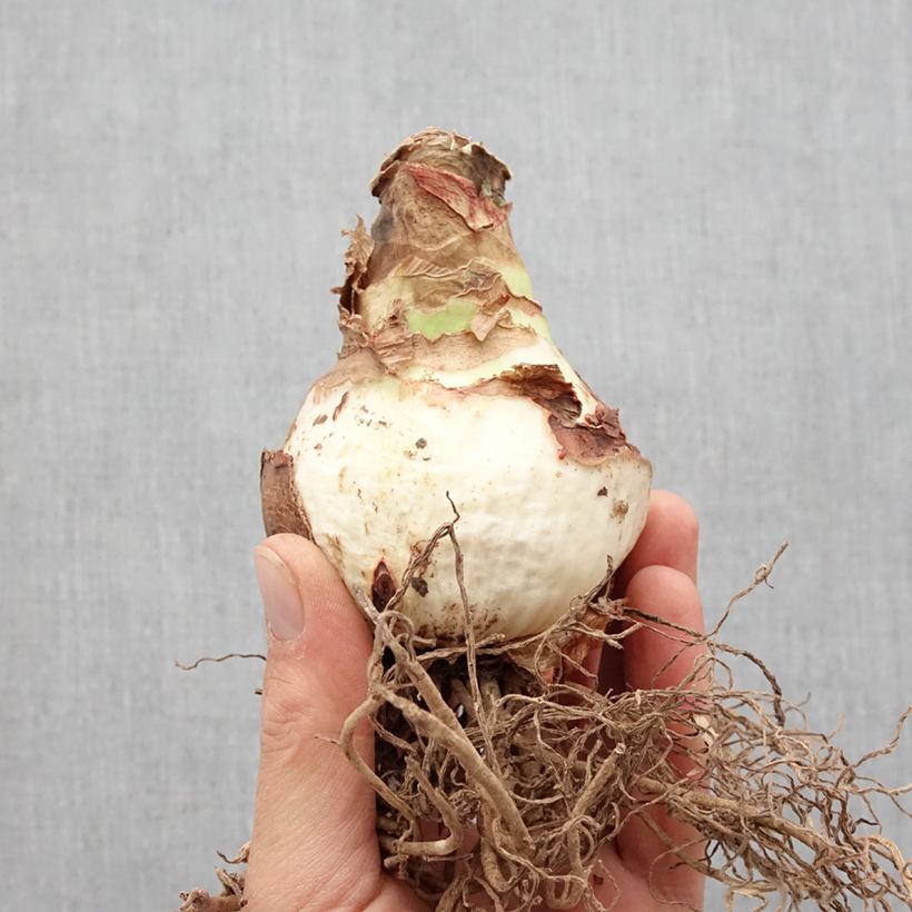 Spécimen de Amaryllis double Double Record Bulbe calibre 36+, Extra tel que livré au printemps