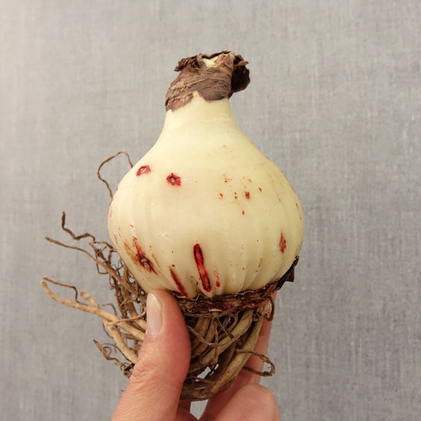 Spécimen de Amaryllis double Exotic Peacock Bulbe calibre 26/28 tel que livré au printemps