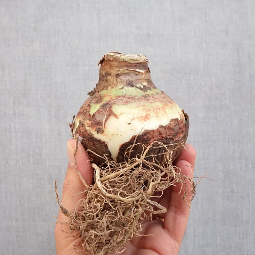 Spécimen de Amaryllis Double King - Hippeastrum Bulbe calibre 30/32 tel que livré en automne