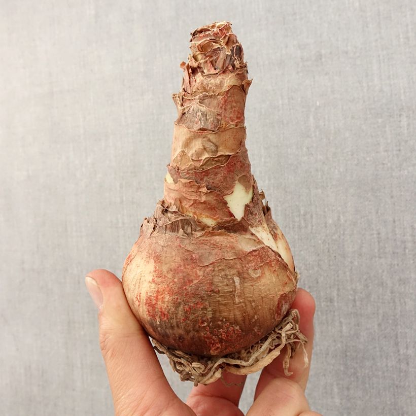 Spécimen de Amaryllis double Lady Jane Bulbe calibre 26/28, Extra tel que livré au printemps