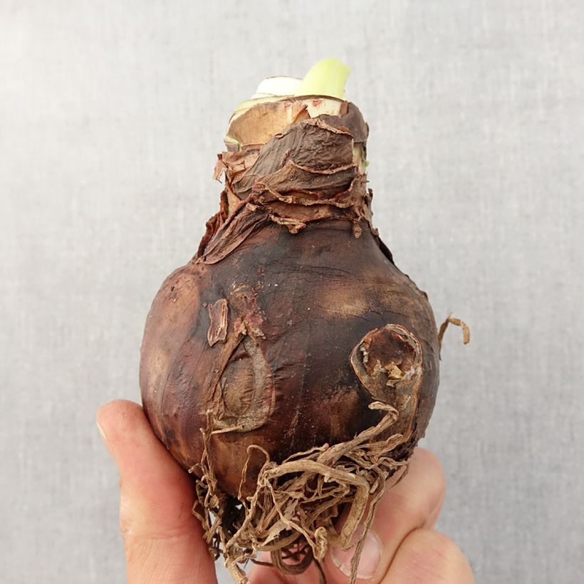 Spécimen de Amaryllis double Nymph Bulbe calibre 28/30 tel que livré au printemps