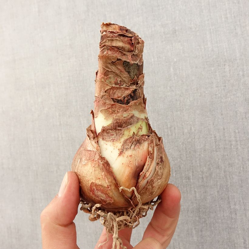 Spécimen de Amaryllis Exotic Star tel que livré au printemps