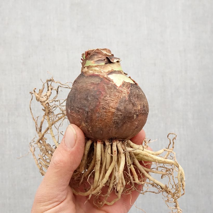 Spécimen de Amaryllis Neon calibre 28/30 tel que livré au printemps