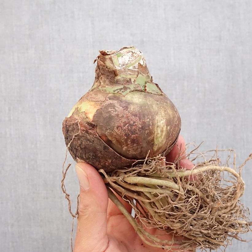 Spécimen de Amaryllis Quito - HIppeastrum Cybister Bulbe calibre 24/26 tel que livré en automne