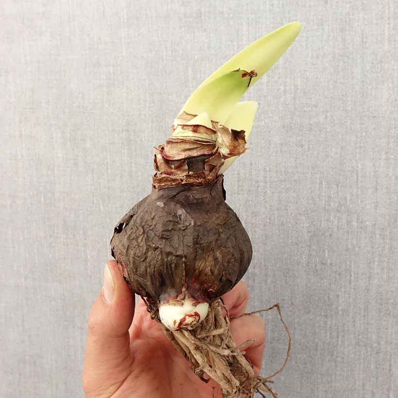 Spécimen de Amaryllis Rapido Bulbe calibre 28/30 tel que livré au printemps