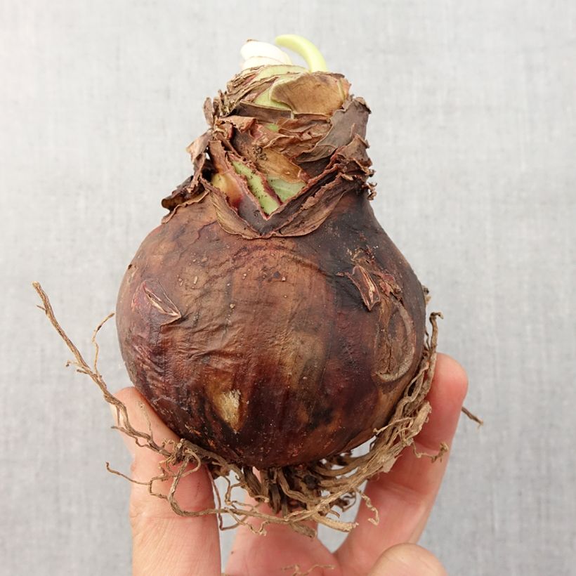 Spécimen de Amaryllis Rilona Bulbe calibre 30/32, Extra tel que livré au printemps