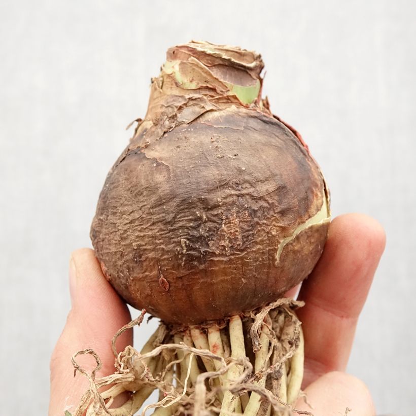 Spécimen de Amaryllis Rosalie Bulbe calibre 28/30, Extra tel que livré au printemps