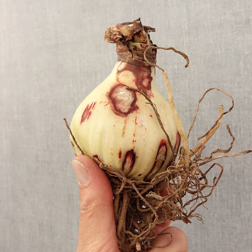 Spécimen de Amaryllis Rosy Star - Hippeastrum Bulbe calibre 28/30 tel que livré au printemps