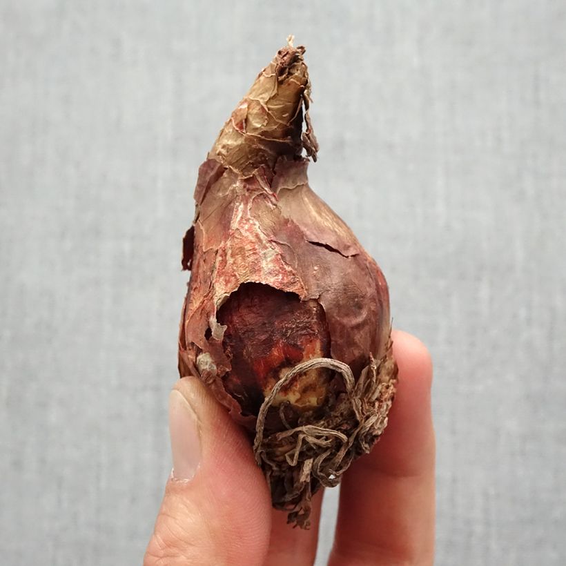 Spécimen de Amaryllis sonatini Alasca - Hippeastrum Bulbe calibre 14+ tel que livré au printemps