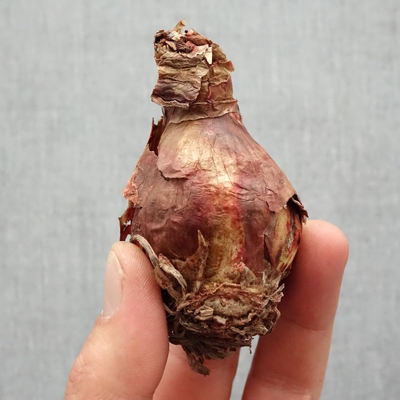 Spécimen de Amaryllis sonatini Sweet Sixteen - Hippeastrum de jardin   Bulbe calibre 14/16 tel que livré au printemps