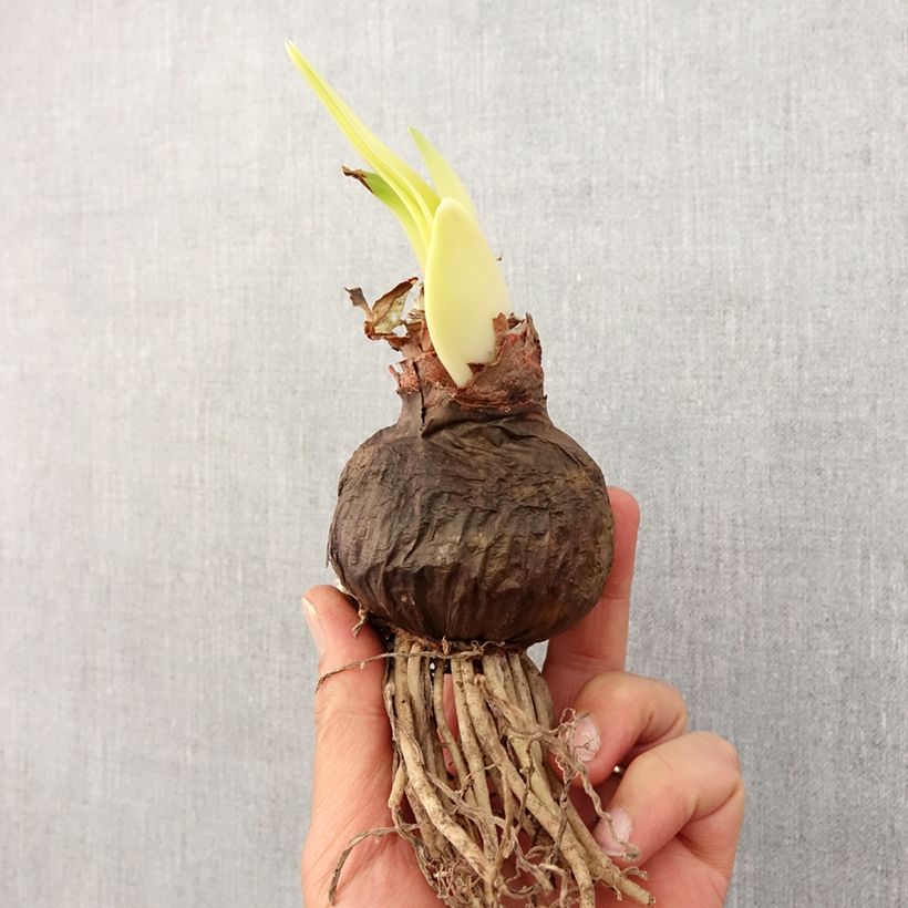 Spécimen de Amaryllis Sumatra -  Hippeastrum Cybister Bulbe calibre 26/28 tel que livré au printemps