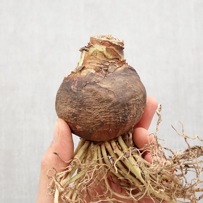 Spécimen de Amaryllis Tres Chic Bulbe calibre 24/26 tel que livré au printemps