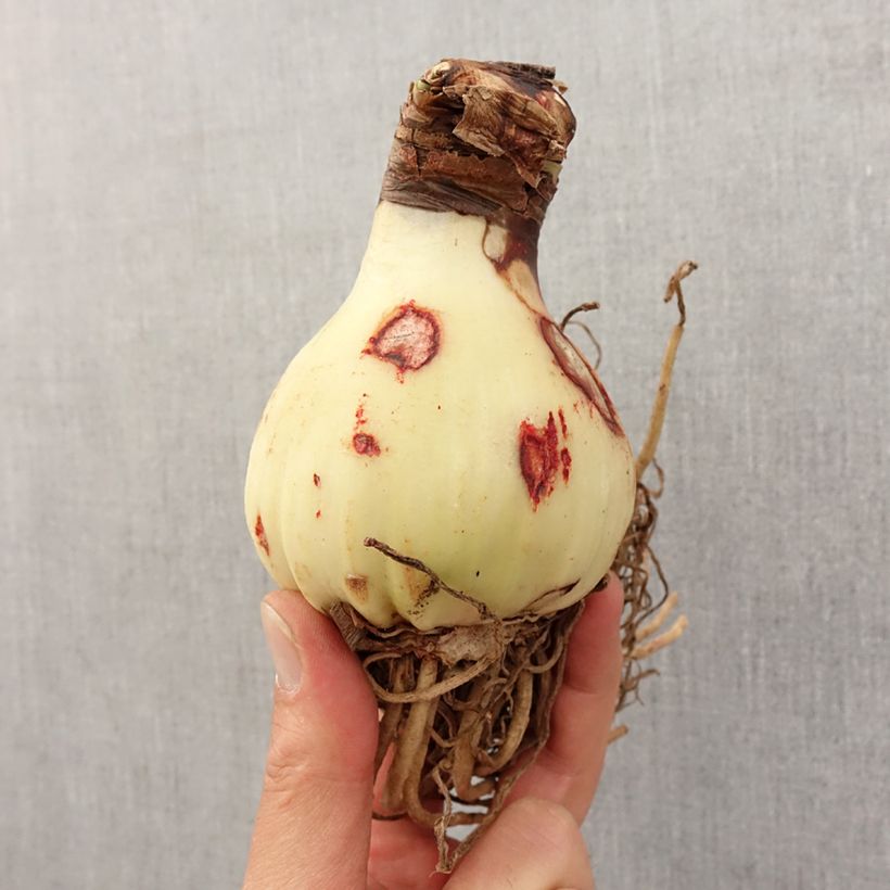 Spécimen de Amaryllis Yellow Star - Hippeastrum  Bulbe calibre 24/26 tel que livré au printemps